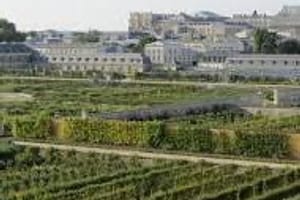 potager_du_roi_oilb.jpeg